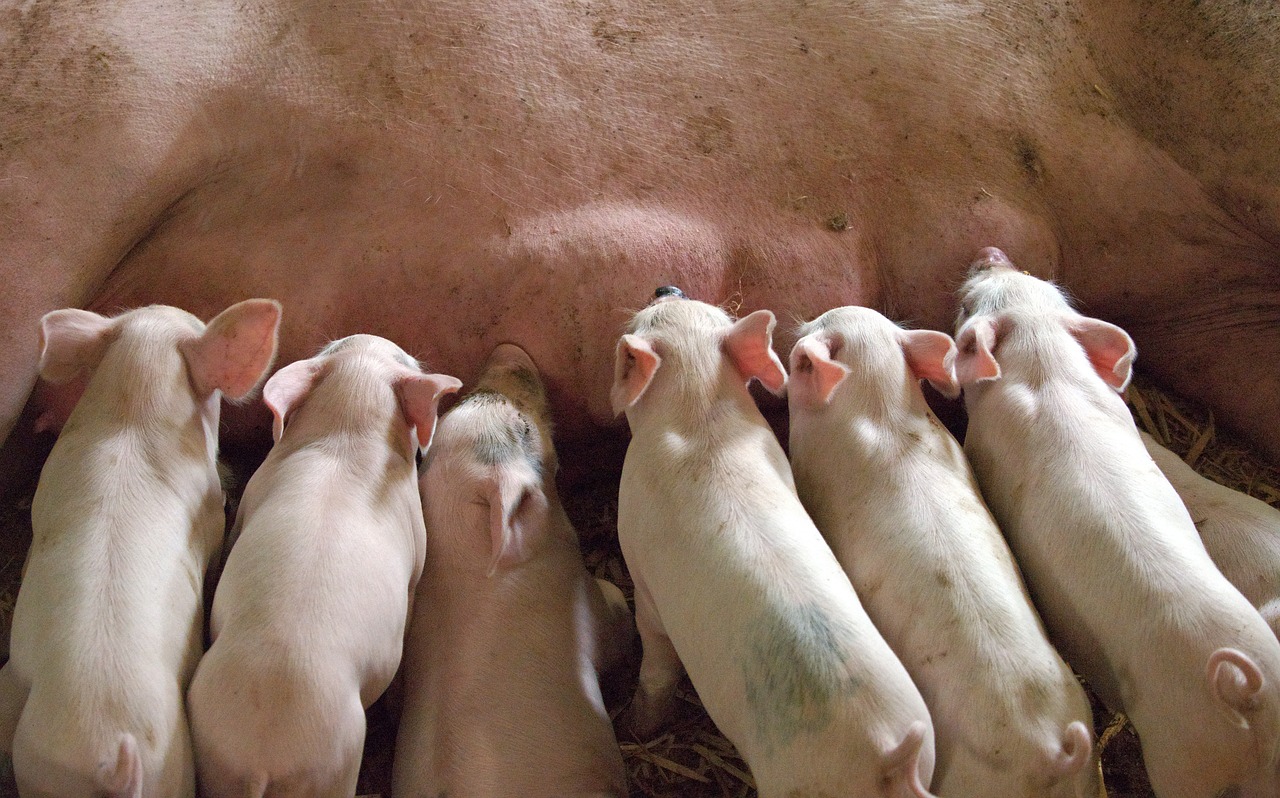 piglets